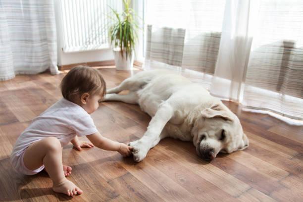 The Top Flooring Options For Pet Owners, Paneling Factory Of Virginia DBA Cabinet Factory
